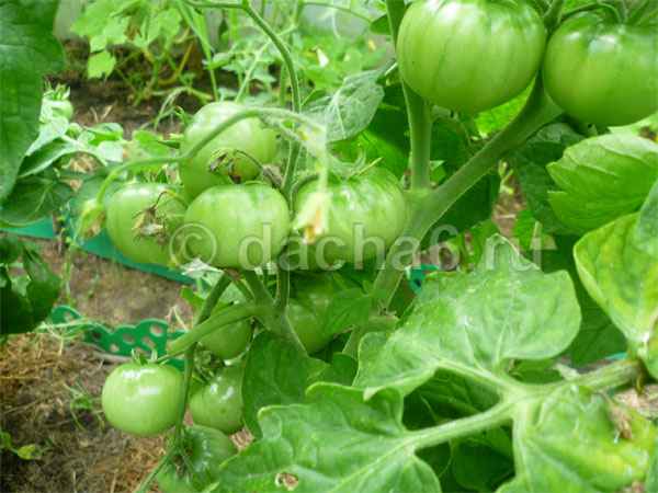 Низкорослые ранние сорта томатов для открытого грунта