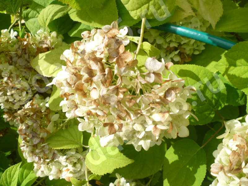 Обрезают ли гортензию на зиму