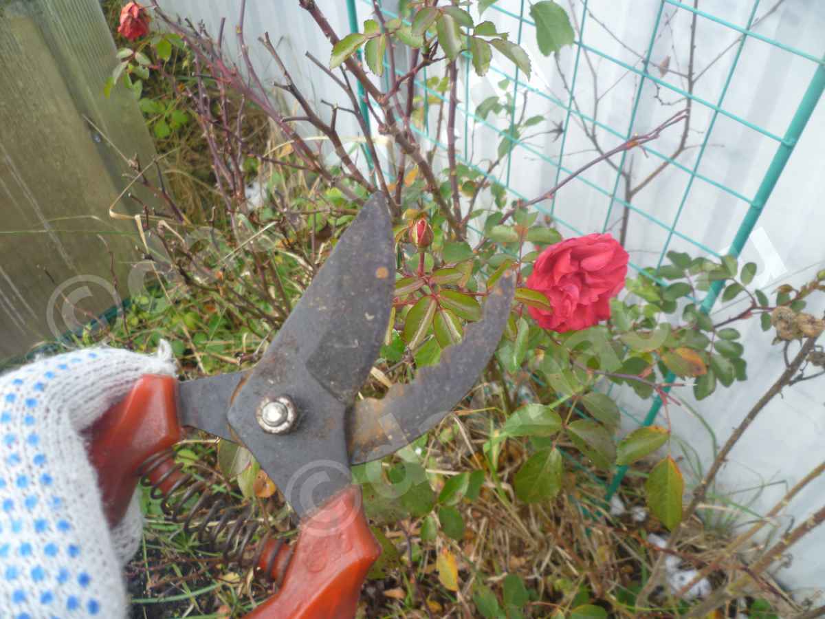 Обрезка роз на зиму в Подмосковье осенью