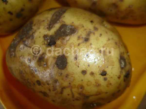 Обыкновенная парша картофеля – описание и фото