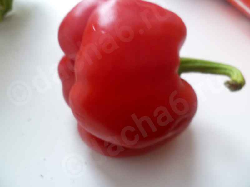 Перец Колобок: отзывы, фото, описание
