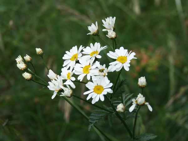 Пиретрум: посадка и уход