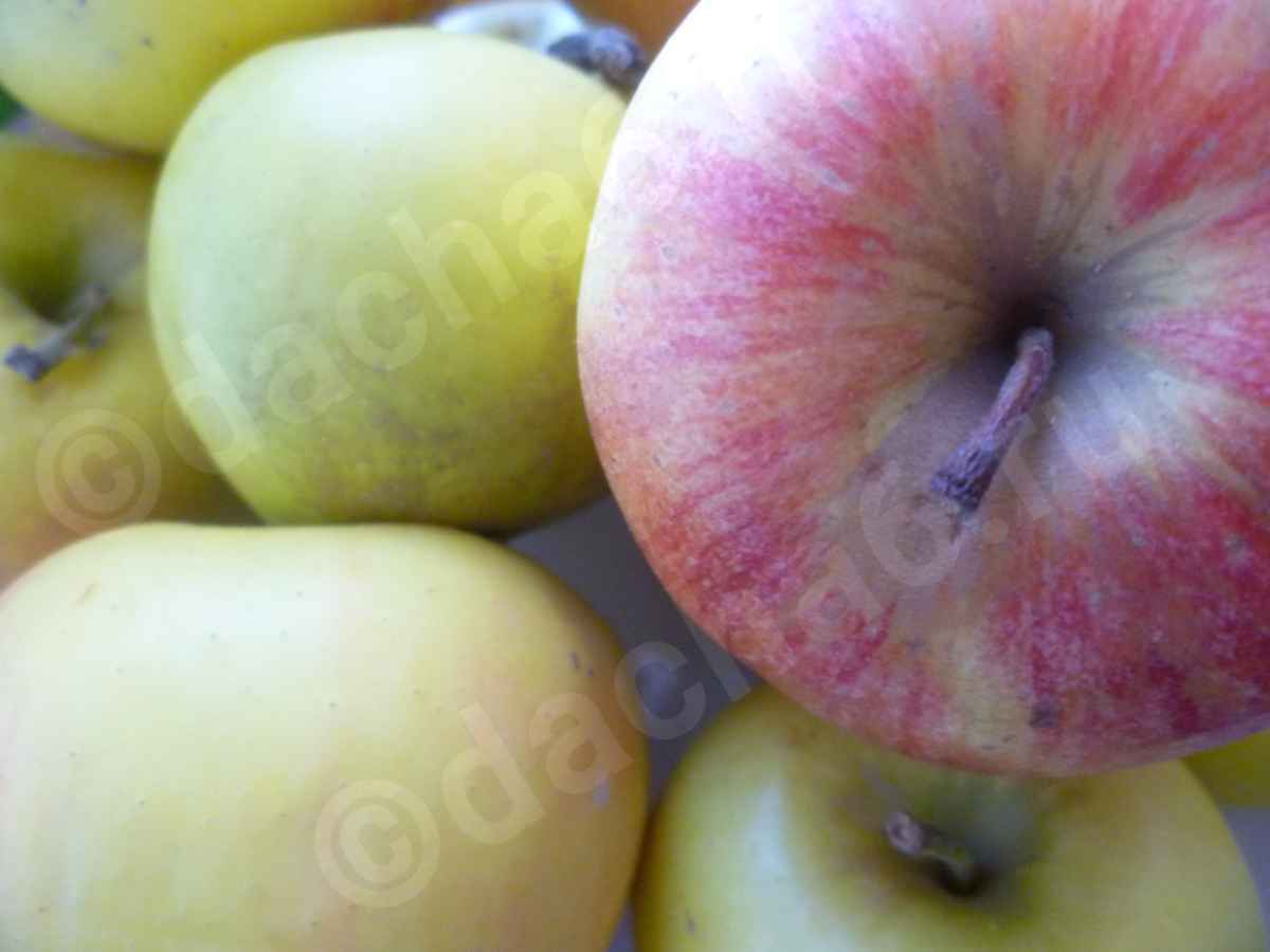 Почему яблоки червивые на дереве