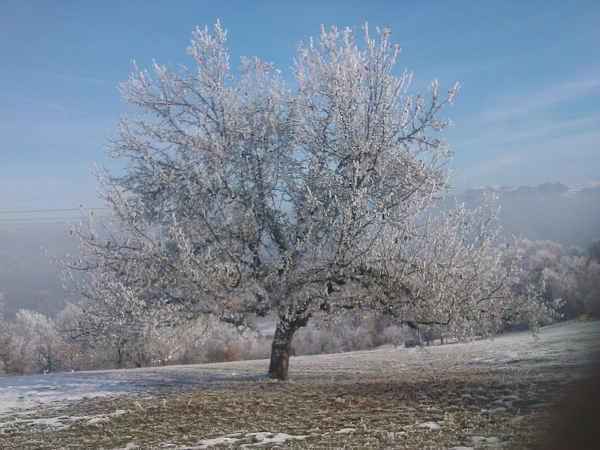 Под тяжестью снега ломаются ветки яблонь
