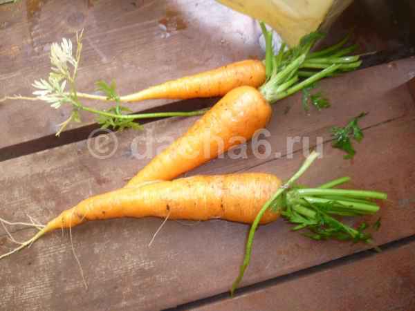 Признаки созревания моркови