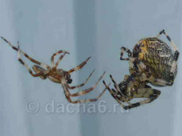Самка паука крестовика съедает самца после спаривания