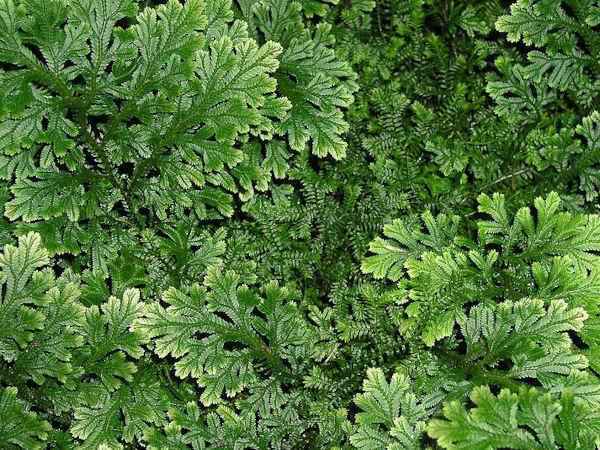 Селагинелла: уход в домашних условиях