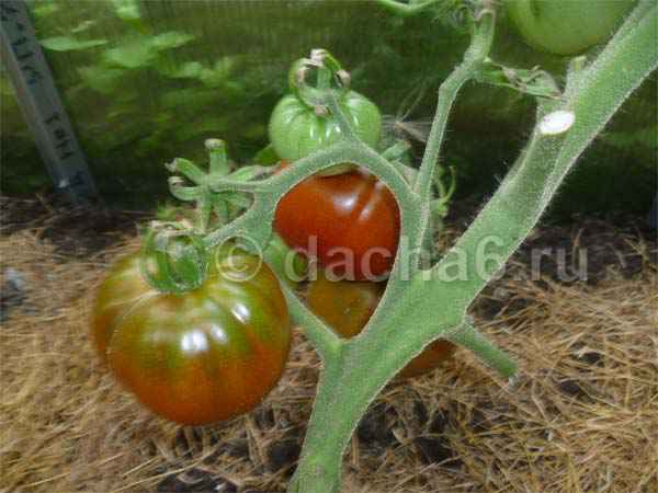 Семена томатов с микоризой: что это значит