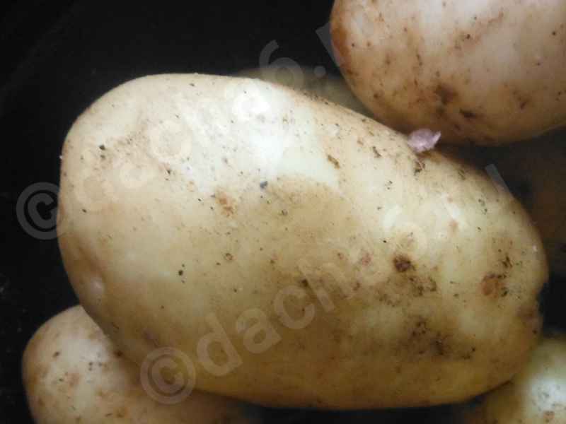 Сорт картофеля Гала: характеристика, отзывы