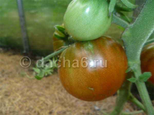 Сорта томатов для теплиц с высоким урожаем