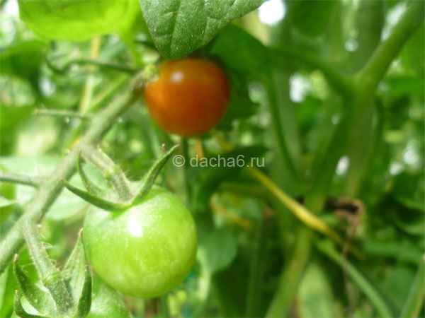 Сорта и гибриды томатов для теплиц, устойчивые к фитофторе