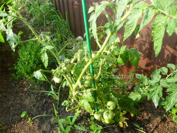 Сорта томатов низкорослые, не требующие пасынкования