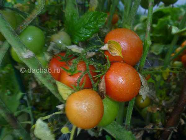 Лучшие ранние сорта томатов для теплиц из поликарбоната