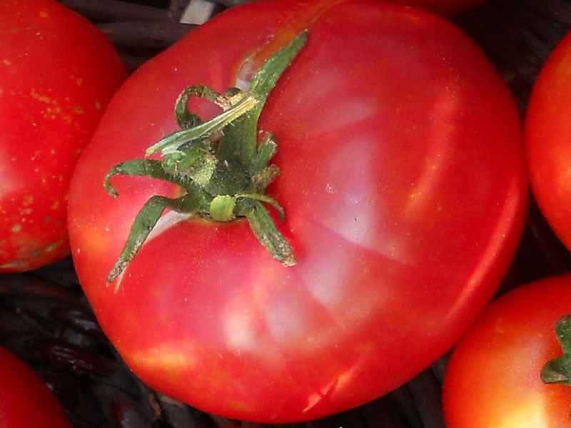 Томат «Бабушкин секрет»: характеристика, описание сорта