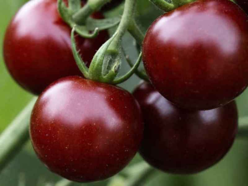 Томат Черничный щербет характеристика и описание сорта