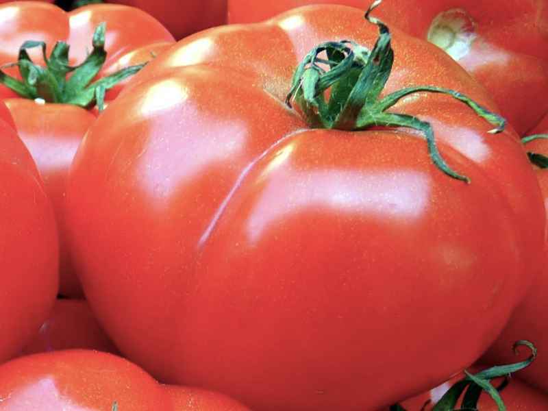Томат Король королей: характеристика, описание сорта
