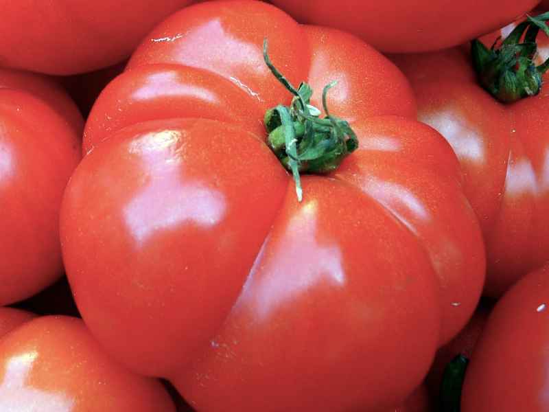 Томаты на алоэ. Алая помидора сорт. КС 10 томат. ТМ 10 томат. Томат малиновый исполин характеристика и описание сорта фото отзывы.