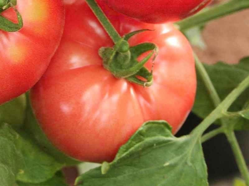 Томат Шапка Мономаха: характеристика, описание сорта