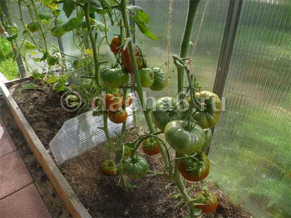 Уход за томатами в теплице в сентябре