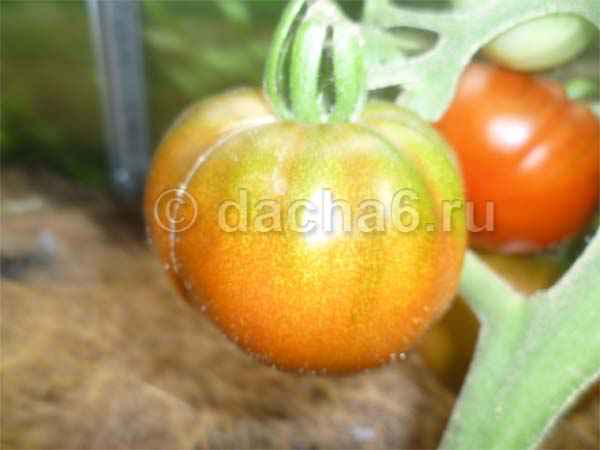 Высокоурожайные самоопыляемые сорта томатов для теплиц
