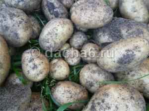 Памятка по хранению картофеля