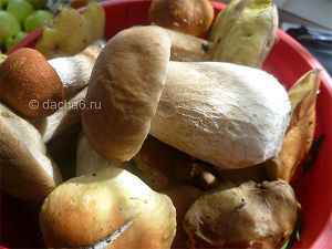 Белый гриб – фото и описание