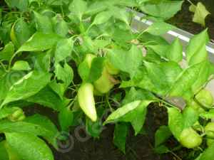 Чем подкормить перец в июле для урожая
