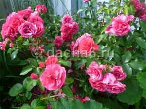 Подкормка роз для обильного цветения