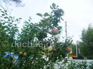 Подкормка яблони в период плодоношения