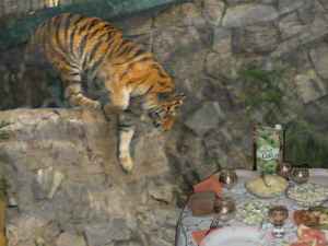 Какие блюда любит тигр
