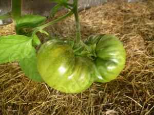 Какое удобрение положить в лунки томатов