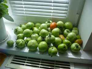 Как дозаривать плоды томатов