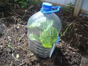 Выращивание кабачков под пластиковыми бутылками