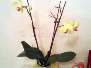 Применение янтарной кислоты для орхидей