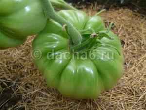 Как продлить плодоношение томатов в теплице в августе