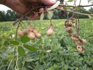 Выращивание арахиса на даче