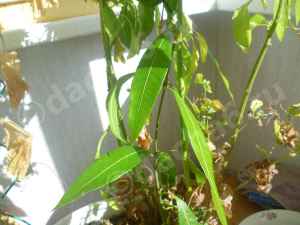 Как посадить манго из косточки
