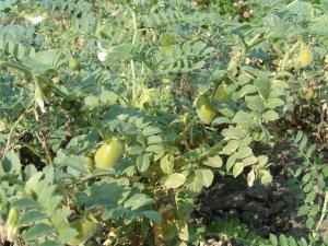 Выращивание турецкого ореха на огороде