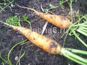 Хорошие сорта моркови для открытого грунта