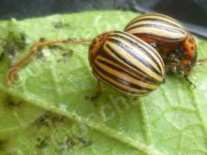 Калаш от колорадского жука: инструкция по применению, отзывы