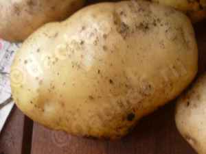 Картофель сорта Удача
