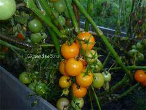 Лучшие сорта томатов для открытого грунта средней полосы