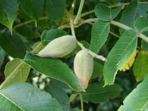Выращивание маньчжурского ореха