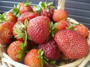 Можно ли кушать ягоды, по которым ползали улитки