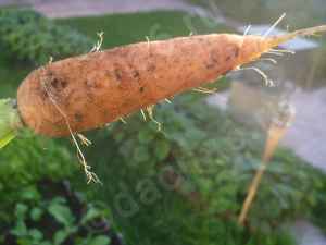 Сажаем магазинную морковь на семена