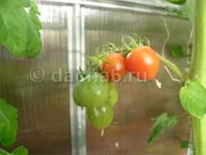 Тепличное выращивание томатов