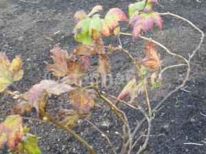 Осенняя обработка сада от тли