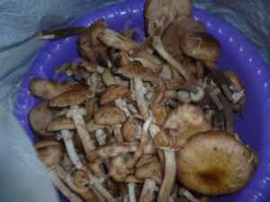 Надо ли варить грибы перед жаркой