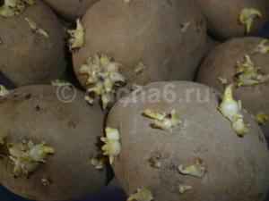 Подготовка картофеля к посадке весной