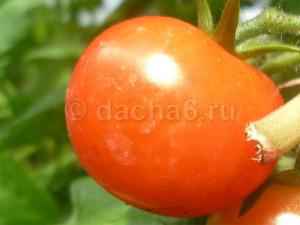 Сорт томатов Дачник